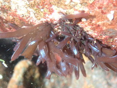 Ahnfeltiopsis linearis