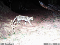 Leptailurus serval serval