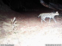 Leptailurus serval serval