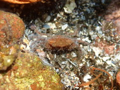 Liocarcinus navigator