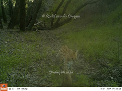 Leptailurus serval serval