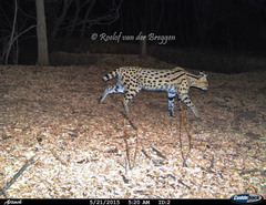 Leptailurus serval serval
