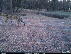 Leptailurus serval serval