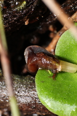 Corybas recurvus