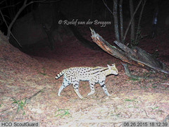 Leptailurus serval serval