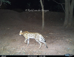 Leptailurus serval serval