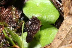 Corybas recurvus