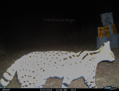 Leptailurus serval serval