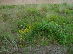 Trifolium pratense sativum