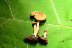 Inocybe flocculosa