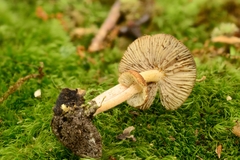Inocybe flocculosa