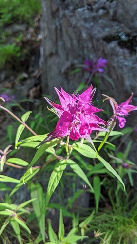 Melampyrum setaceum iNat (3)