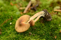 Inocybe flocculosa