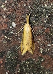 Donacaula longirostrallus