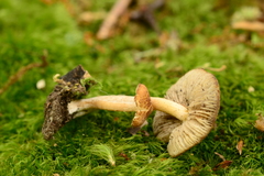 Inocybe flocculosa