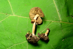 Inocybe flocculosa