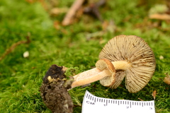 Inocybe flocculosa