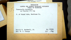 Tomentella bryophila