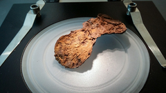 Tomentella bryophila