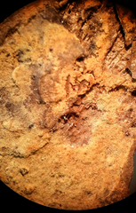 Tomentella bryophila