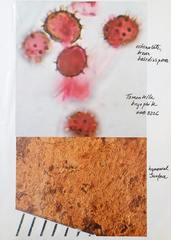 Tomentella bryophila