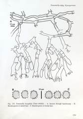 Tomentella bryophila