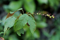Alchornea yambuyaensis