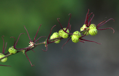 Alchornea yambuyaensis