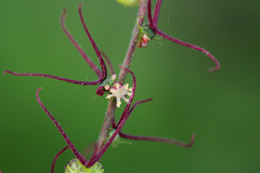 Alchornea yambuyaensis