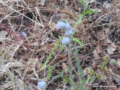 Jasione sessiliflora