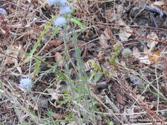 Jasione sessiliflora