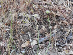 Jasione sessiliflora