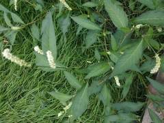 Persicaria tomentosa