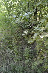 Silphiodaucus prutenicus