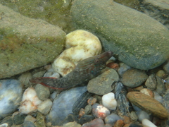 Lepadogaster lepadogaster