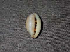 Staphylaea staphylaea