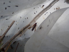 Bembecia ichneumoniformis