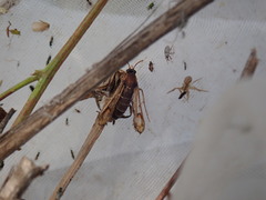 Bembecia ichneumoniformis