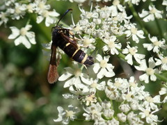 Paranthrene tabaniformis