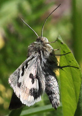 Heliothis oregonica