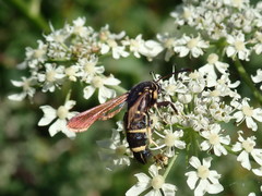 Paranthrene tabaniformis