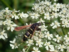 Paranthrene tabaniformis