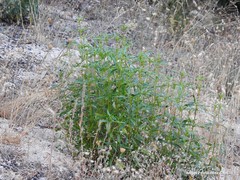 Petrorhagia prolifera