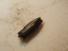 Agrilus suvorovi