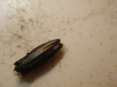 Agrilus suvorovi