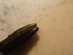 Agrilus suvorovi