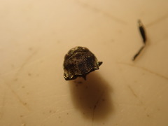 Agrilus suvorovi