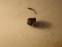 Agrilus suvorovi