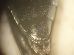 Agrilus suvorovi
