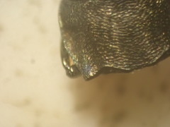 Agrilus suvorovi